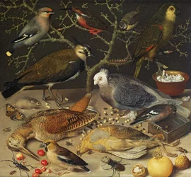 Still Life of Birds and Insects